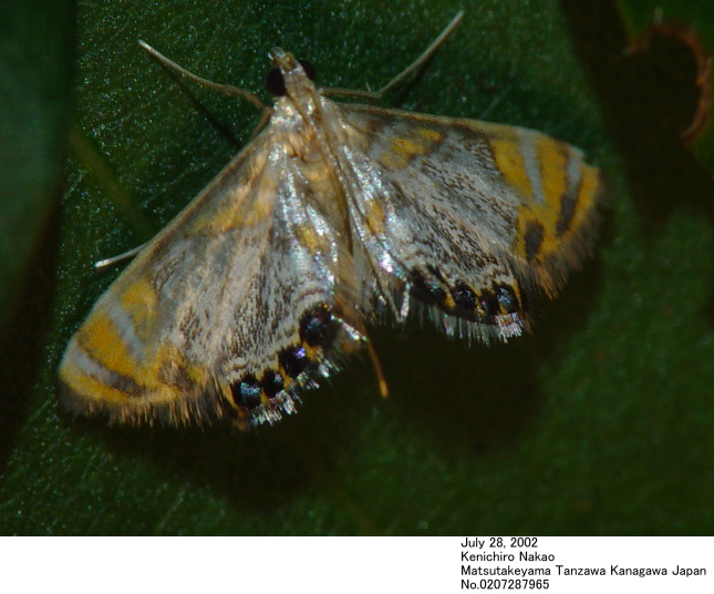 Nymphicula saigusai 0207287965.jpg